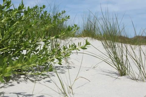 Florida dune Stock Photos