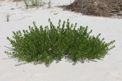 Florida dune Stock Photos