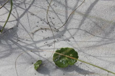 Florida dune Stock Photos