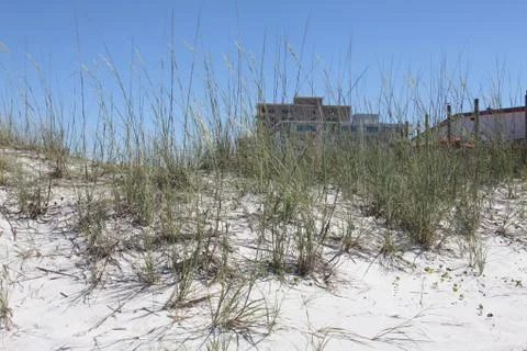 Florida dune Stock Photos