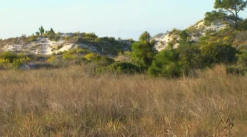 Florida Dunes 動画素材 10588445