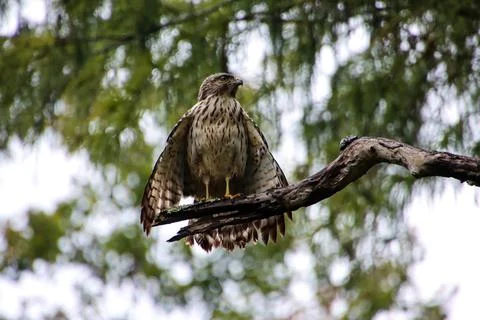 Florida Eagle Stock Photos