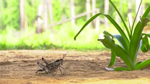 Florida Eastern lubber grasshopper Stock Footage 134728176