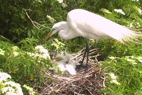 Florida Egrets-1 Vídeo Stock 397657