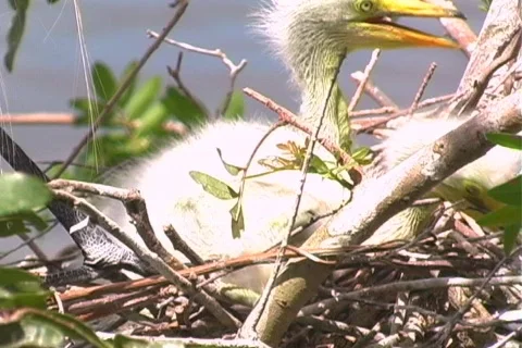 Florida Egrets-2 Vídeo Stock 397662