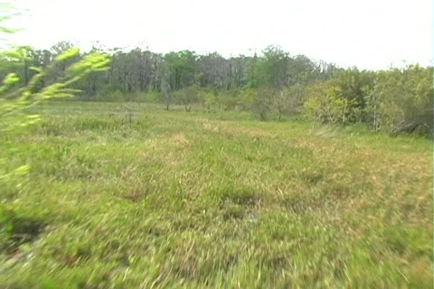 Florida Everglades (1) Stockbeeldmateriaal 106650