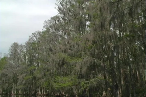 Florida Everglades (11) Video stock 106684