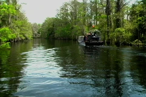 Florida Everglades (12) Vídeo Stock 106688
