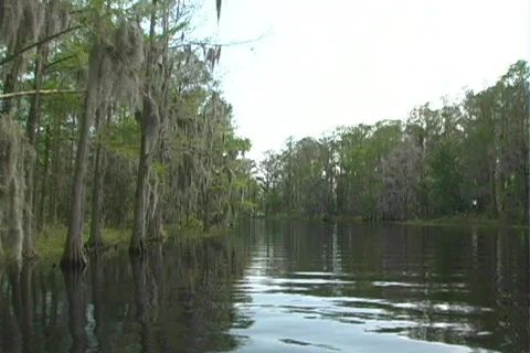 Florida Everglades (14) Видео 106695