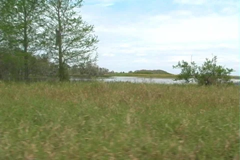 Florida Everglades (16) Video stock 106704