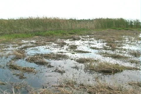 Florida Everglades (17) Video stock 106710