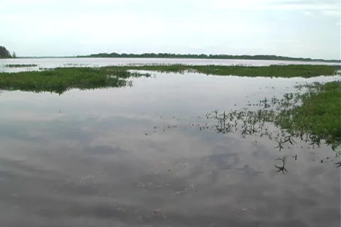 Florida Everglades (18) Vídeo Stock 106717