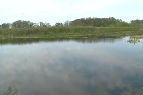 Florida Everglades (19) 動画素材 106722