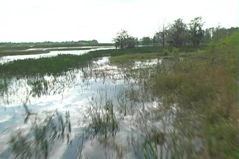 Florida Everglades (2) Видео 106651