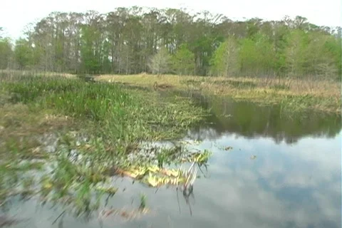 Florida Everglades (20) Видео 106728
