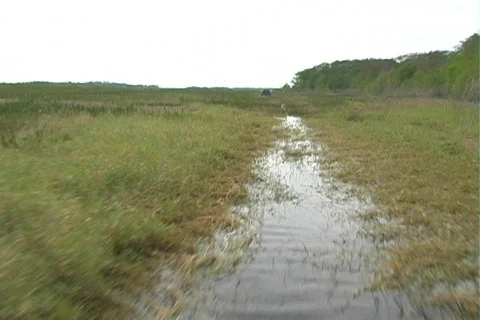 Florida Everglades (21) Video stock 106730