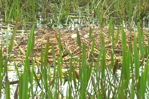 Florida Everglades (22) 動画素材 106732
