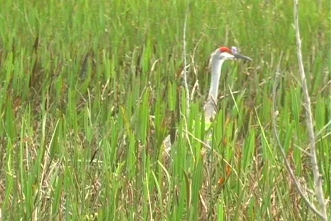 Florida Everglades (24) Видео 106742