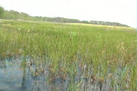 Florida Everglades (25) 動画素材 106745