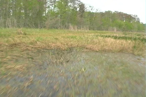 Florida Everglades (26) Vidéo 106754