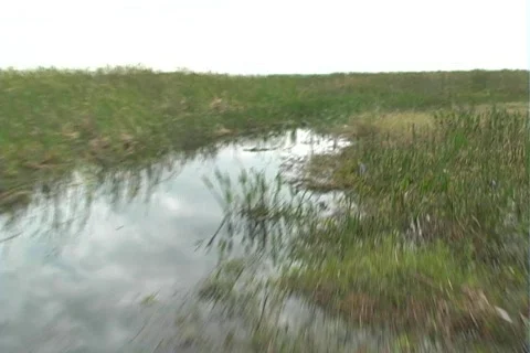 Florida Everglades (27) Видео 106758