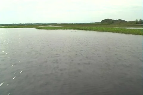 Florida Everglades (3) Video stock 106654