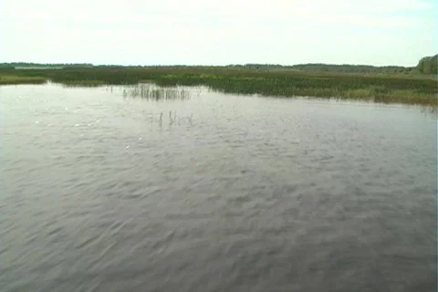 Florida Everglades (4) Video stock 106656