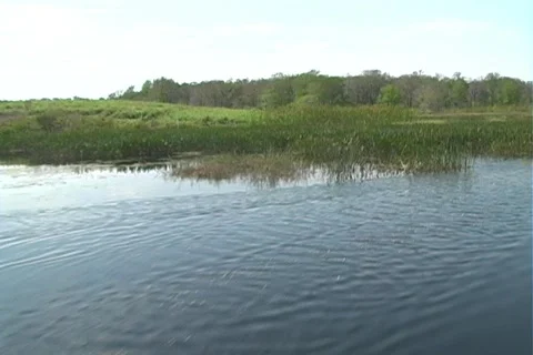Florida Everglades (5) Video stock 106661