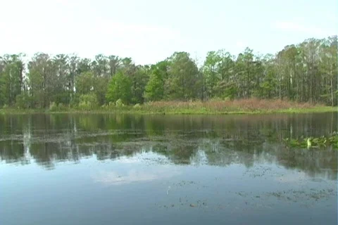 Florida Everglades (7) Vidéo 106668