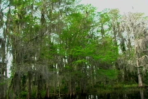 Florida Everglades (8) Vídeo Stock 106669