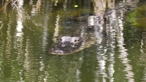 Florida Everglades Alligator Stock Footage 73211670