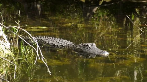 Florida Everglades Alligator Video stock 73214992