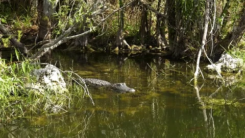 Florida Everglades Alligator Stock Footage 73215528