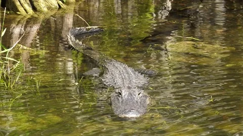 Florida Everglades Alligator Stock Footage