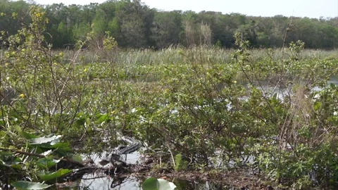 Florida Everglades Alligator Video stock 129482002