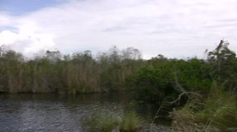Florida Everglades Stock Footage 280199