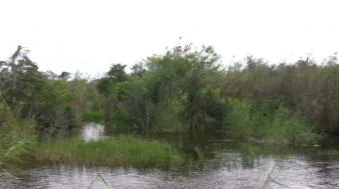 Florida Everglades Stock Footage 280213
