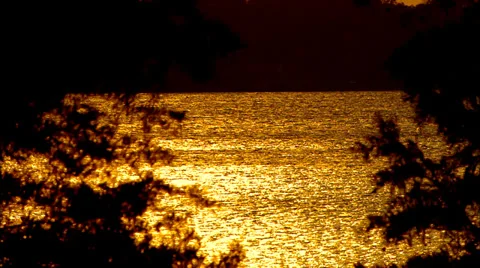 Florida Everglades Video stock 30801865