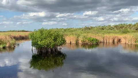 Florida Everglades Stock Footage 242427804