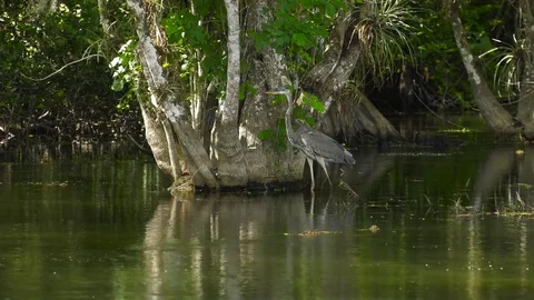 Florida Everglades - Great Blue Heron Stock Footage