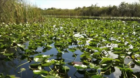 The Florida Everglades Lilly Pads Stock Footage 17012847