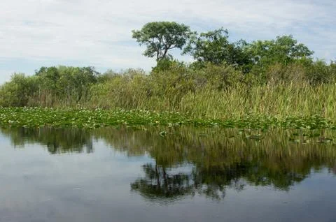 Florida everglades Foto stock