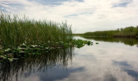 Florida everglades Stock Photos