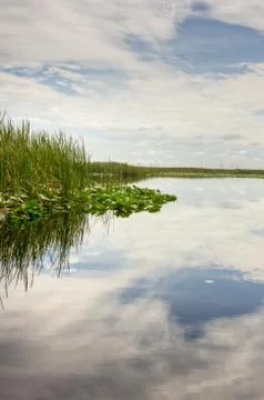 Florida everglades Stock Photos