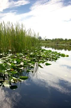 Florida everglades Stock Photos