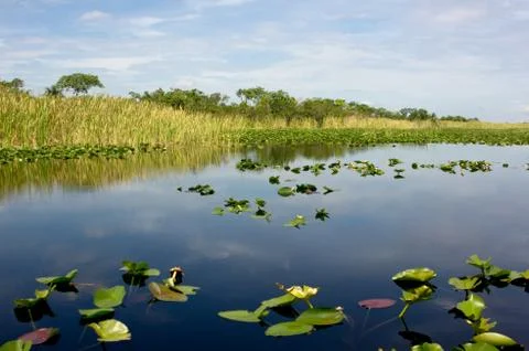 Florida everglades Stock-Fotos