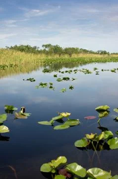 Florida everglades Foto stock