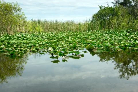 Florida everglades Stock Photos