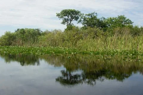 Florida Everglades Stock Photos