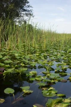 Florida Everglades Stock-Fotos